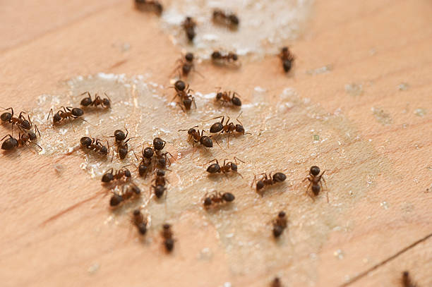 Best Best Pest Control Companies  in Rosend, LA