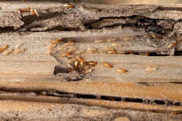 Best Commercial Pest Control Services  in Rosend, LA